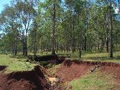 Calabozo_erosion_debajo_bosque_eucalipto_211008_.jpg.jpg