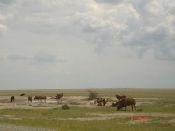 Cattle_at_a_water_point_in_Boteti_L_Magole.JPG.jpg