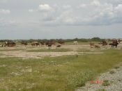 Cattle_near_pan_in_wet_season_L_Magole.JPG.jpg