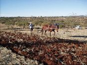 Conventional tillage with animal traction.jpg.jpg