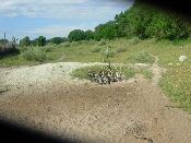 Livestock_water_well_in_Boteti_channel_-_R_Chanda_Feb2009.jpg.jpg