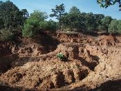 Potrerillos_Mixte_forest_agave_eroded_180109_.jpg.jpg