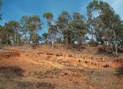 Potrerillos_degraded_forest_eucaliptus_180109_.jpg.jpg