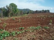 Potrerillos_fields_corn_plain_180109_.jpg.jpg