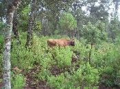 Vacas_en_bosque_Atecuaro_181008_.jpg.jpg