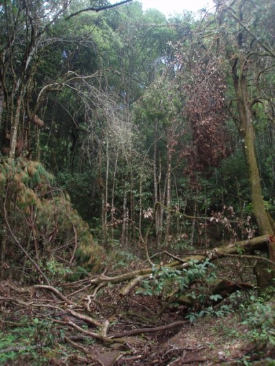 Bosque_talado_para_carbon_Atecuaro_181008_.jpg