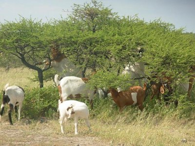 Boteti_-_bush_encroachment__a_resource_for_browsers_R_Chanda_Feb_2009.jpg