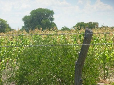 Boteti_-_dryland_farming_of_maize_R_Chanda_Feb_2009.jpg