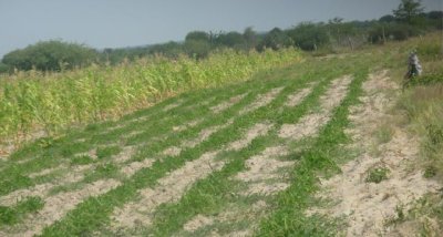 Boteti_Arable_farming__R_Chanda_.jpg