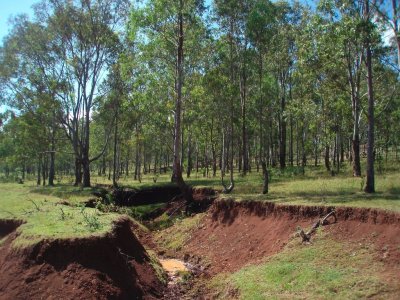 Calabozo_erosion_debajo_bosque_eucalipto_211008_.jpg