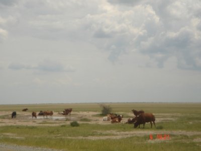 Cattle_at_a_water_point_in_Boteti_L_Magole.JPG