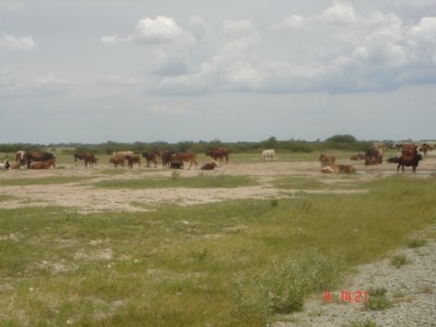 Cattle_near_pan_in_wet_season_L_Magole.JPG