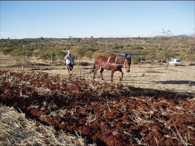 Conventional tillage with animal traction.jpg