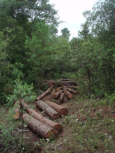 Deforestacion_clandestina_a_la_espera_Atecuaro_181008_.jpg