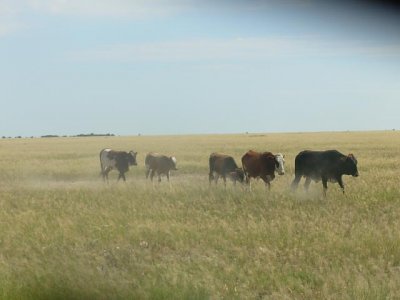 Good_grazing_conditions_far_from_water_points_R_ChandaFeb2009.jpg