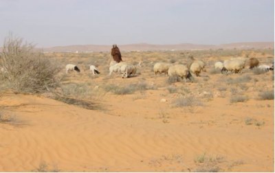 Grazing Tunisia.jpg