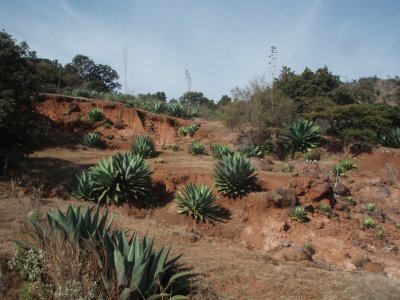 Potrerillos_Agaves_180109_.jpg