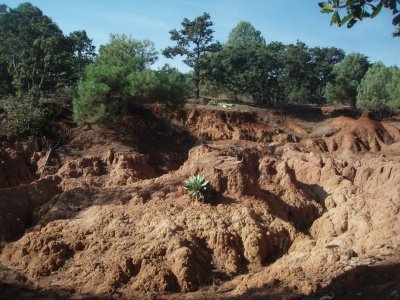 Potrerillos_Mixte_forest_agave_eroded_180109_.jpg