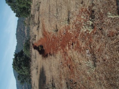 Potrerillos_cow_footpath_180109_.jpg