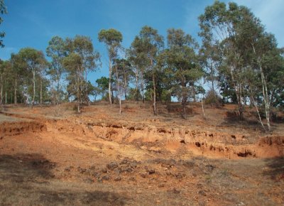 Potrerillos_degraded_forest_eucaliptus_180109_.jpg