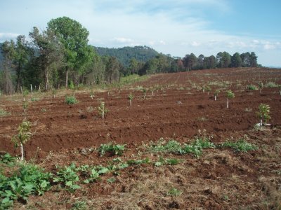 Potrerillos_fields_corn_plain_180109_.jpg