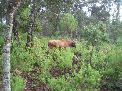 Vacas_en_bosque_Atecuaro_181008_.jpg