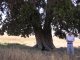 Very old juniper tree in the midst of farmland, Uludere village (© S. Açýkalin)<br>