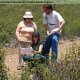 Field work (Celeste Coelho, Sandra Valente and João Soares). (©University of Aveiro, 2009)