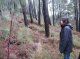 Mature pine site prior to prescribed fire, November 2008. (© Rick Shakesby)