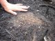 Water droplets on hydrophobic soil beneath ash layer at Camelo newly-burnt site. (© Rick Shakesby)