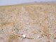 Dry wheat cropping on sand dunes, Samuk village (© S. Açýkalin)<br>