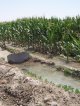 Surface water irrigation of a maize crop, Karapinar Study Site (© S. Açýkalin)<br>