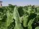 Sprinkler irrigatin of sugar beet crop, Karapinar Study Site (© S. Açýkalin)<br>