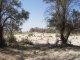 Tree colonisation of already stabilised shifting dunes, military area, Karapinar (© S. Açýkalin)<br>