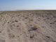 Wind-affected pasture, dominated by astragalus, Samuk village (© S. Açýkalin)<br>