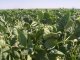 Bean farming, Karapinar Study Site (© S. Açýkalin)<br>