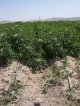 Drip irrigation of potato crop (© S. Açýkalin)<br>