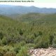 Natural regeneration of <em>Pinus pinaster</em> forest, after fire. (©University of Aveiro, 2009)