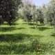 Olive plantation under minimum tillage land management practice.