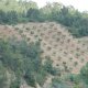 Almond trees on steep slopes (© Joris de Vente, 2007)<br>