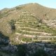 Reforestation on terraces, Sierra de Torrecilla (© Joris de Vente, 2007)