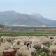 Sheep grazing on a lettuce field (© Joris de Vente 2007)