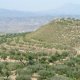 Terraced almond fields in the Sierra de la Tercia (© Joris de Vente 2007)