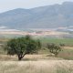 Marginal cereal and almond field (foreground), highly irrigated lettuce and grape fields (background) (© Joris de Vente 2007)