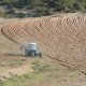 Deep ploughing of an abandoned field with a mouldboard plough (© Joris de Vente 2007)