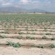 Drip irrigation (© Joris de Vente 2007)