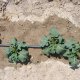 Drip irrigation (© Joris de Vente 2007)