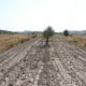 Bare soil under almond trees, combined with vegetated strips (© Joris de Vente 2007)