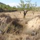 Gully development resulting in destruction of tradtional stone-built terraces (© Joris de Vente 2007)