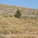 Old plantation of alpha grass (<i>Stipa tenacissima</i>) on a steep hillslope (© Joris de Vente 2007)